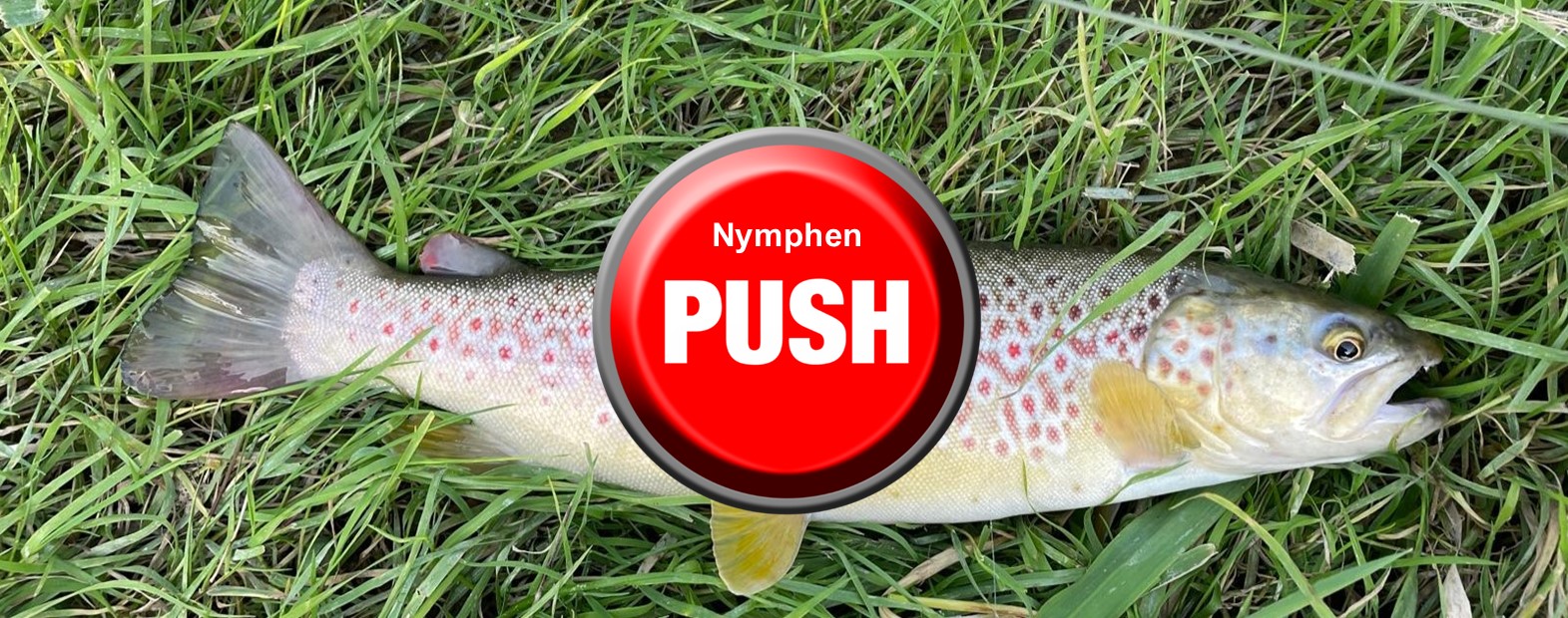 3 Nymphen Startseite